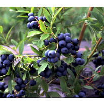 Tarhapensasmustikka Vaccinium Viheraarni Aino