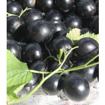 Mustaherukka Ribes nigrum Viheraarni Pohjan Jätti