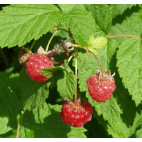 Vadelma Rubus idaeus Viheraarni Muskoka