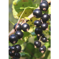 Mustaherukka Ribes nigrum Viheraarni Marski