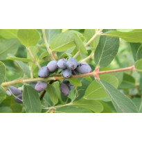 Hunajamarja Lonicera caerulea var. Kamtschatica Viheraarni Onni