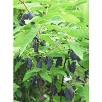 Hunajamarja Lonicera caerulea var. Kamtschatica Viheraarni Hilma
