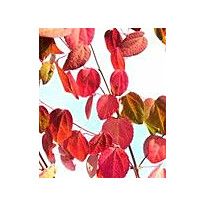 Marjatuomipihlaja Viheraarni Amelanchier Alnifolia Obelisk 150-200