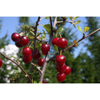Kirsikka Prunus cerasus Viheraarni Varjomorelli