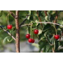 Kirsikka Prunus cerasus Viheraarni Huvimajan Kirsikka
