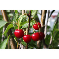 Kirsikka Prunus cerasus Viheraarni Sikkolan Kirsikka