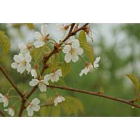 Makeakirsikka Viheraarni Prunus Avium Meelika