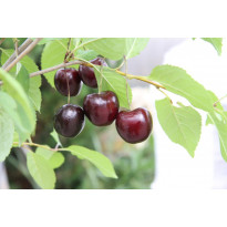 Kirsikka Prunus cerasus Viheraarni Suklaakirsikka