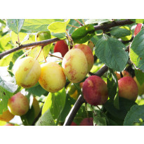 Luumu Prunus domestica Viheraarni Victoria