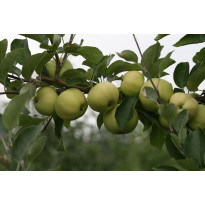 Omenapuu Malus domestica Viheraarni Valkeakuulas