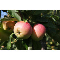 Omenapuu Malus domestica Viheraarni Keltakaneli