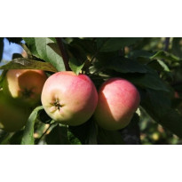 Omenapuu Malus domestica Viheraarni Keltakaneli, hillittykasvuinen