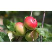 Omenapuu Malus domestica Viheraarni Punakaneli, hillittykasvuinen