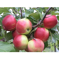 Syysomena Viheraarni Malus Domestica Heta