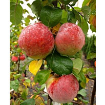 Hillittykasvuinen talviomena Viheraarni Malus Domestica Lobo Hk