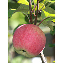 Syysomena Viheraarni Malus Domestica Uslada