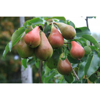 Päärynä Pyrus communis Viheraarni Pepi