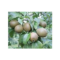 Päärynä Viheraarni Pyrus Communis Suvenirs