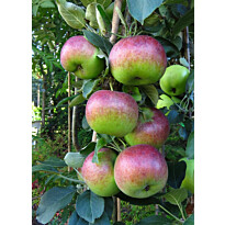 Pilariomenapuu Viheraarni Malus Senator