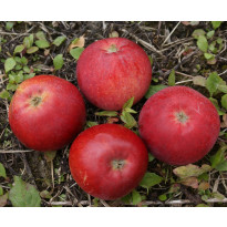 Omenapuu Malus domestica Viheraarni Punaposki, hillittykasvuinen
