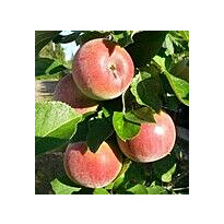 Pilariomenapuu Viheraarni Malus Triumf