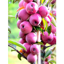 Pilariomenapuu Malus Viheraarni Elina