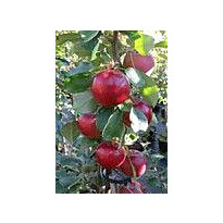 Pilariomena Viheraarni Malus Uldis
