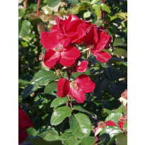 Robusta-ruusu Rosa Viheraarni