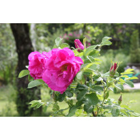 Hansaruusu Rosa Viheraarni Hansa