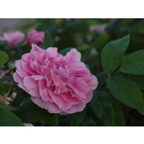 Teresanruusu Rosa Viheraarni Therese Bugnet