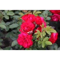 Ruusu Rosa Viheraarni Hansaland
