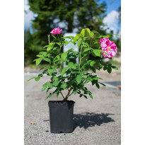 Kirjoapteekkarinruusu Viheraarni Rosa Mundi
