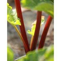 Tarharaparperi Rheum rhabarbarum Viheraarni Raspberry Red
