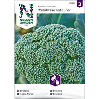 Parsakaali Nelson Garden Calabrese Natalino, siemenet