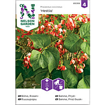Ruusupapu Nelson Garden Hestia, matala, siemenet