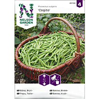 Taitepapu Nelson Garden Cogito, siemenet
