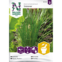 Ruohosipuli Nelson Garden Dolores, siemenet