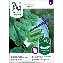 Kasvihuonekurkku Nelson Garden Baby F1, siemenet