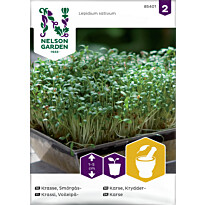 Voileipäkrassi Nelson Garden, siemenet