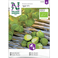 Ruusukaali Nelson Garden Igor F1 Organic, siemenet