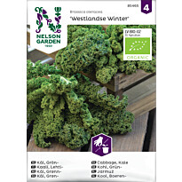 Lehtikaali Nelson Garden Westlandse Winter Organic, siemenet