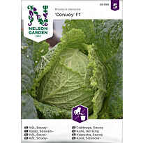 Savojinkaali Nelson Garden Convoy F1, siemenet