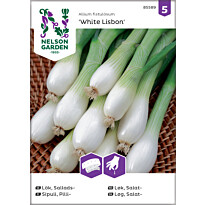 Pillisipuli Nelson Garden White Lisbon, kylvönauha, siemenet
