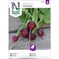 Retiisi Nelson Garden Amethyst, siemenet