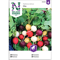 Retiisisekoitus Nelson Garden Purple Pink Albena Zlata, siemenet