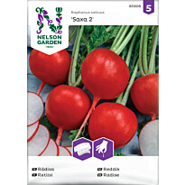 Retiisi Nelson Garden Saxa 2, kylvönauha, siemenet