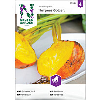 Punajuuri Nelson Garden Burpees Golden, siemenet