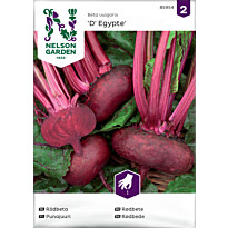 Punajuuri Nelson Garden D&#039; Egypte, siemenet