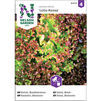 Bataviasalaatti Nelson Garden Lollo Rossa, siemenet