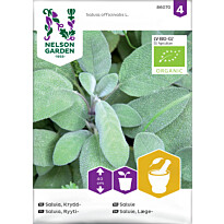 Ryytisalvia Nelson Garden Organic, siemenet